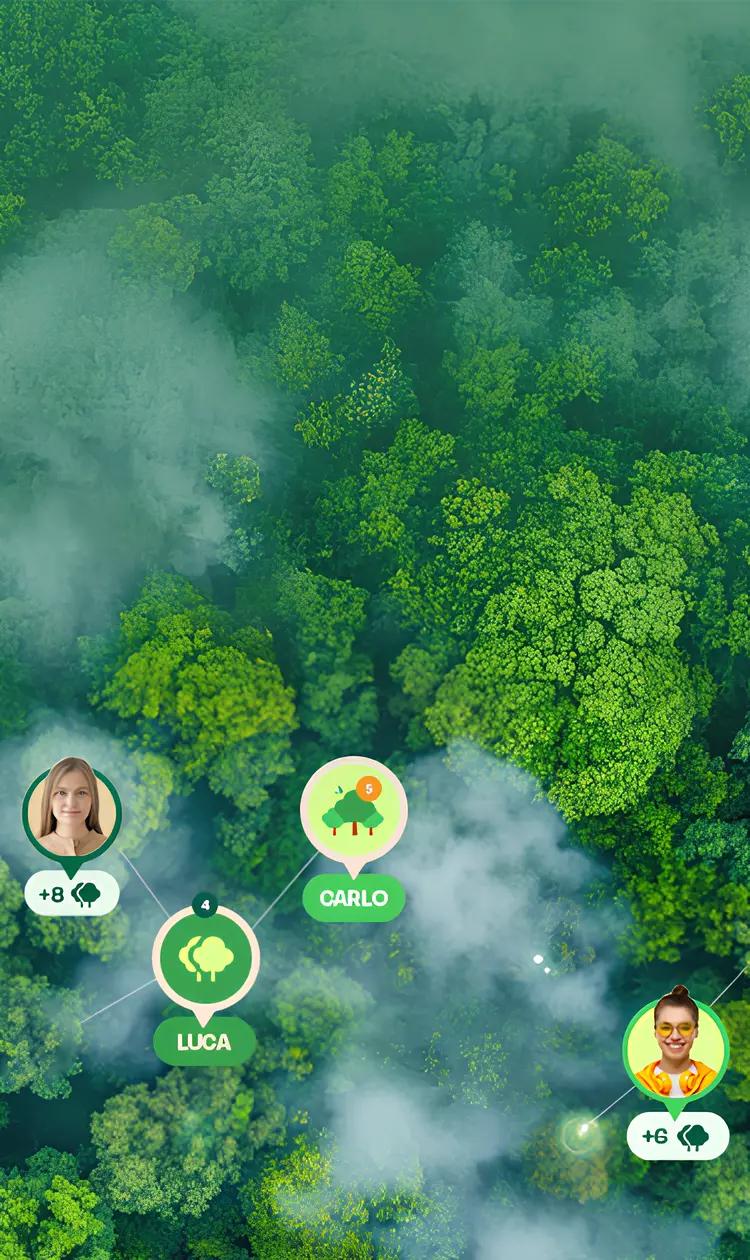 a forest